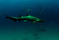 shark3.jpg