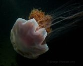 Lion's Mane Jellyfish.jpg