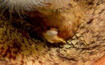 GPO Eye.jpg