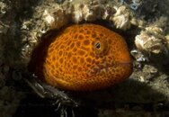 Juvenile Wolf Eel in Bottle.jpg