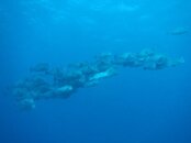 Humpheads 1.jpg