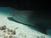 White tip 1.jpg
