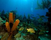 TUBE SPONGES.jpg