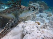 Green Sea Turtle 3.jpg