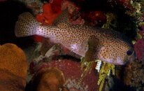 PUFFER.jpg