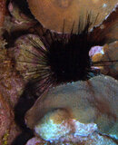 SPINY URCHIN.jpg