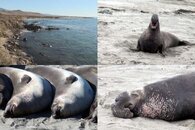 DDDB 567 elephant seals pt I sm.jpg