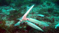 squid mating threesome 2014-12-14-as.jpg