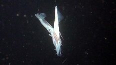 squid mating 2014-12-14 NITE-ds.jpg