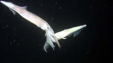 squid mating 2014-12-14 NITE-fs.jpg