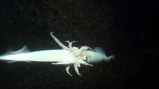 squid mating 2014-12-14 NITE-is.jpg