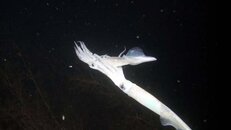 squid mating 2014-12-14 NITE-ms.jpg