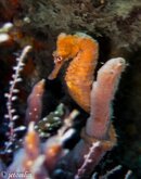 DSC03631.jpg