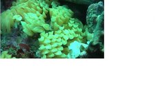 mystery yellow things.jpg