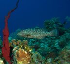 TIGER GROUPER.jpg