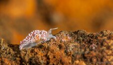 2013_02_18_Nudi_1.jpg