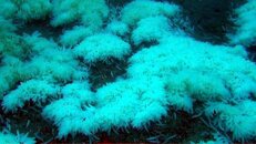 squid egg field.jpg