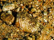 Photos-51a6f2e6.jpg
