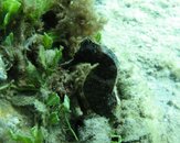 seahorse.jpg