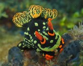 Nudibranch 5.jpg