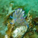 Nudibranch 3.jpg