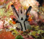 Nudibranch 6.jpg