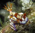 Nudibranch 14.jpg