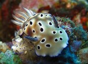 Nudibranch 11.jpg