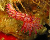 Nudibranch 16.jpg