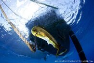 Mahi under Ekolu small watermarked.jpg