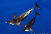 Steno bredanensis pair small watermarked.jpg