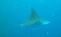 902 Spotted Eagle Ray.jpg