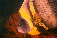 Cortez Angelfish Web.jpg