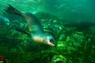 Sea Lion 11 - Web.jpg