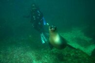 Sea Lion and Diver - Web.jpg