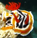 Nudibranch 20.jpg