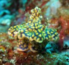 Nudibranch 22.jpg