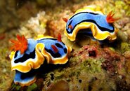 Nudibranch 25.jpg