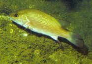 snapper.jpg