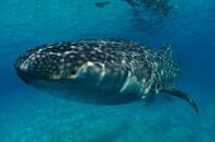 Oslob Whaleshark Watching.jpg