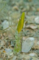 Pike blenny.jpg