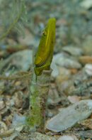 Pike Blenny-201312224779 (2).jpg