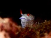 Hypselodoris.jpg