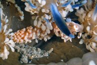 IMG_9167wa2 nudi.jpg