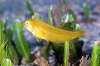 IMG_9252wa baby razor.jpg