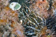 IMG_9026wa tiny anemones.jpg