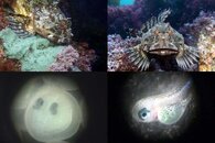DDDB 571 cabezon and nest sm.jpg
