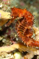 Thorny Seahorse -SA.jpg