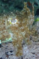 Cuttle Fish -SA.jpg Cuttle Fish -SA.jpg