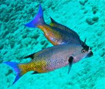 IMG_0960.jpg